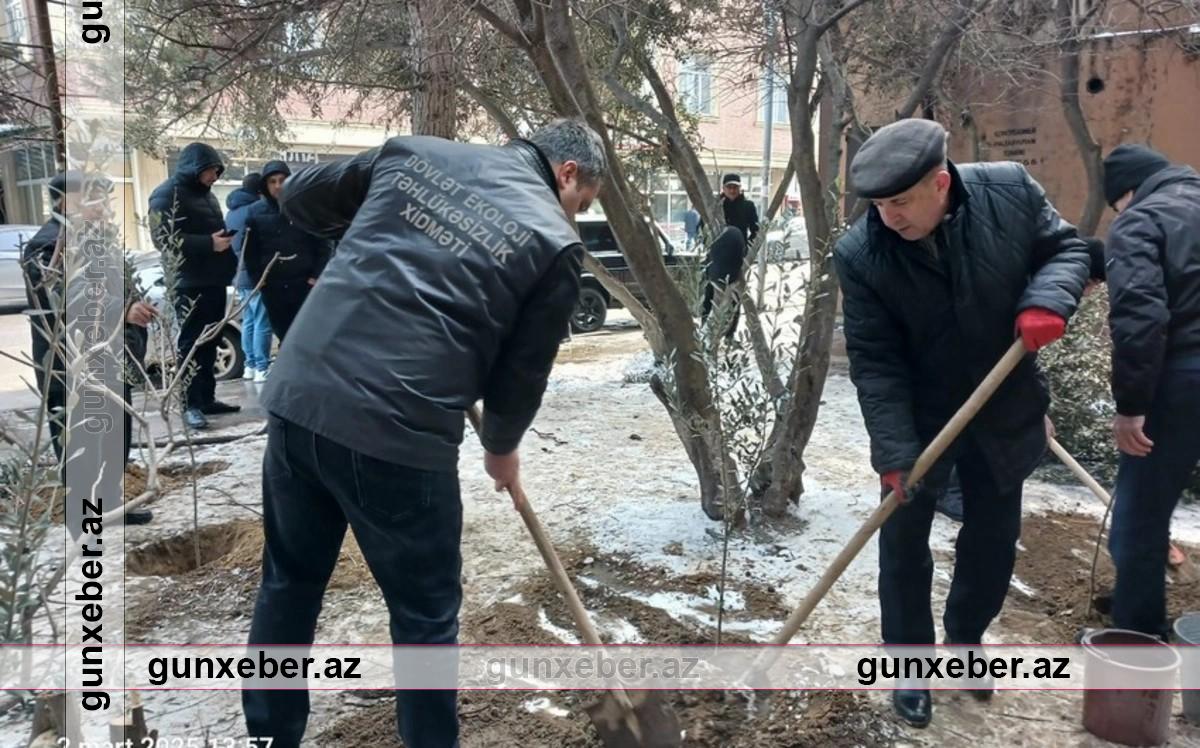 Binəqədidə ağac kəsintisinə görə Baş Prokurorluğa müraciət hazırlanır