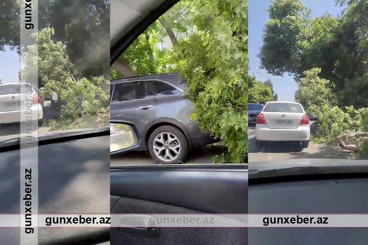 Güclü külək Nərimanovda ağacı avtomobil yoluna aşırıb