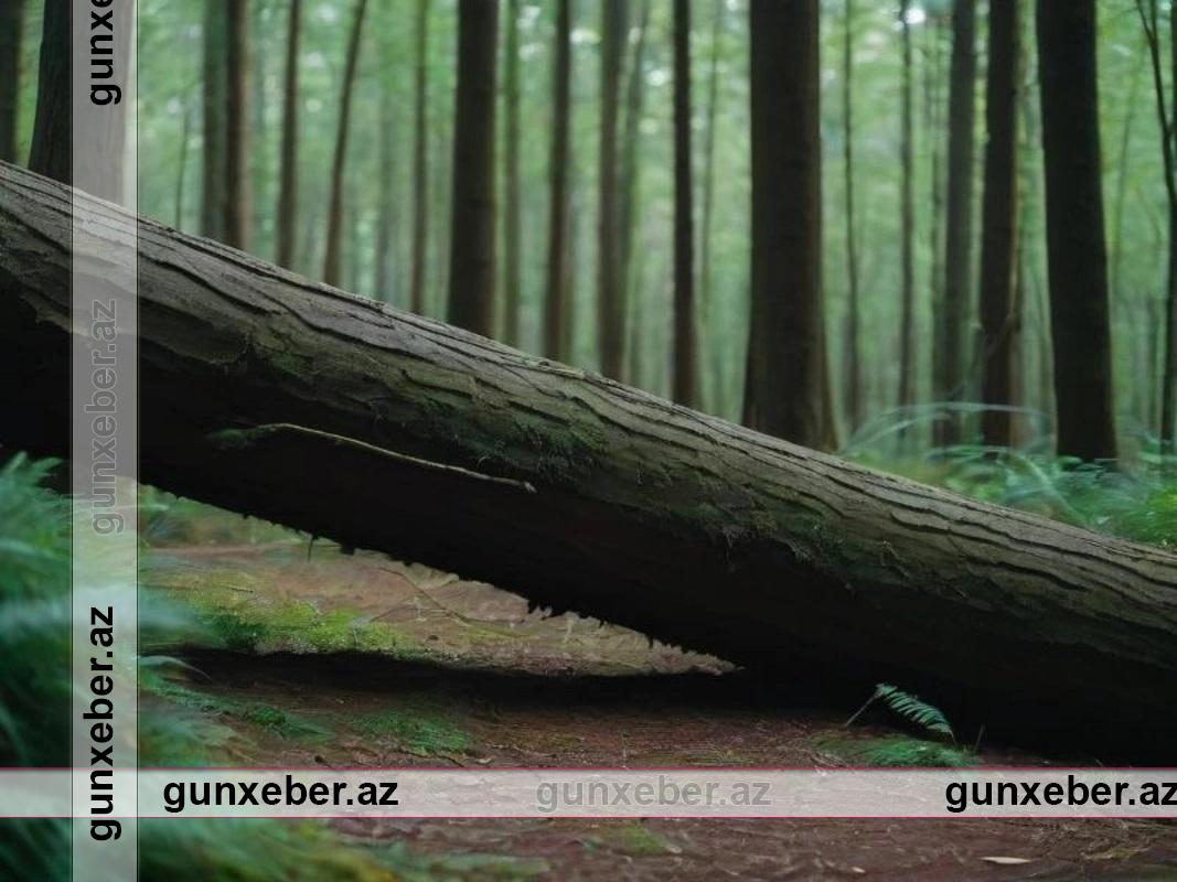 Qəbələ sakini meşədə faciəli şəkildə ÖLDÜ