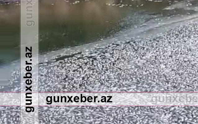 Balıqların kütləvi ölümünün ilkin səbəbi açıqlandı