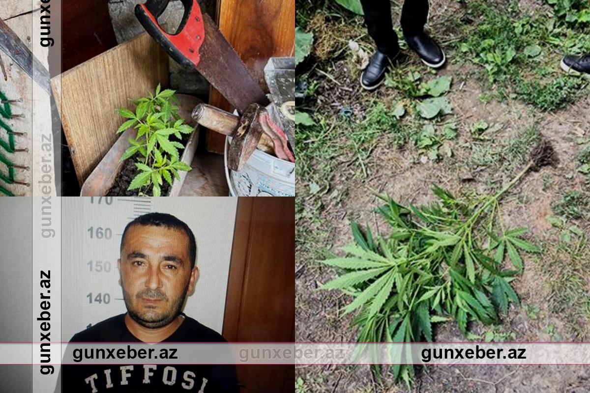 Qəbələdə çətənə kolları yetişdirən şəxs saxlanılıb