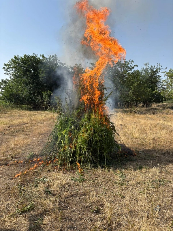 Samuxda üç tondan artıq çətənə bitkisi məhv edildi