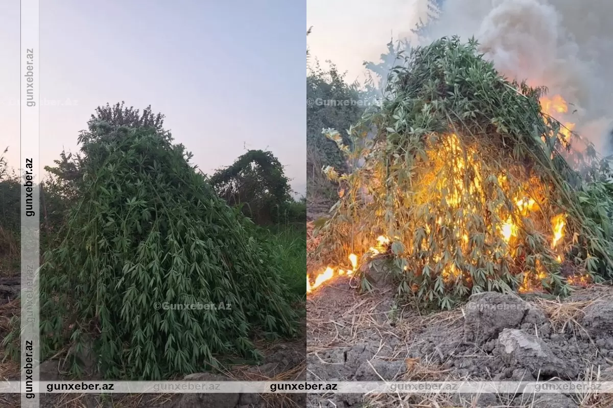 Sabirabadda iki tondan çox çətənə bitkisi məhv edildi