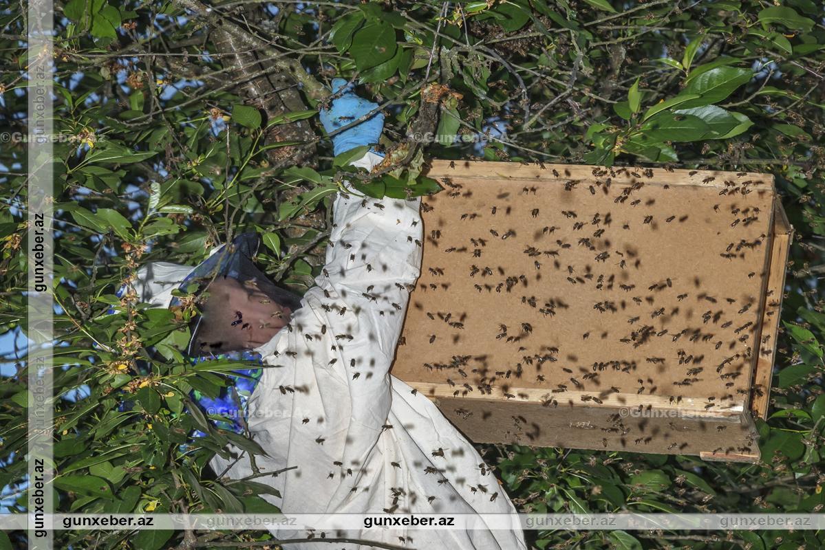 İsmayıllıda dilindən arı sancan kişi ÖLDÜ