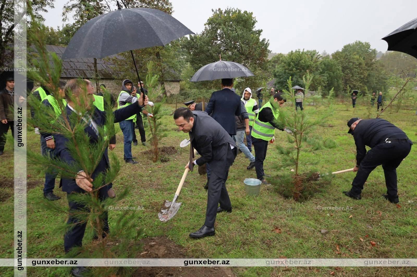 İsmayıllıda Anım Gününə həsr olunmuş ağacəkmə aksiyası keçirilib