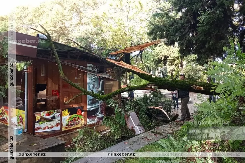 İsmayıllıda irigövdəli ağac obyektin üzərinə AŞIB: Ciddi ziyan dəyib