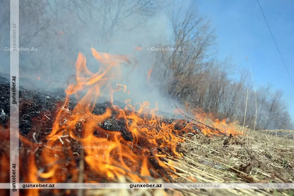 Lənkəranın dağ kəndində YANĞIN: Alov Hirkan Milli Parkına keçdi