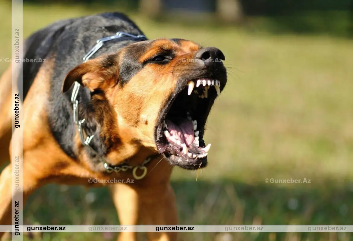 Balakəndə çoban iti 83 yaşlı kişini parçalayaraq öldürüb