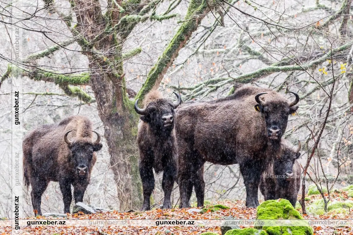 İsmayıllıda “Zubrları təbiətimizə qaytaraq!” adlı növbəti düşərgə keçirilib