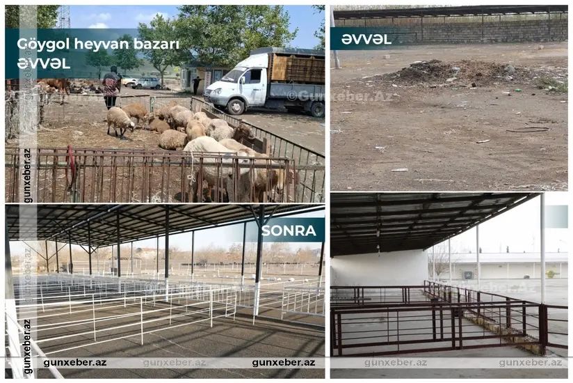 Salyan və Göygöl heyvan bazarları fəaliyyətə başlayıb