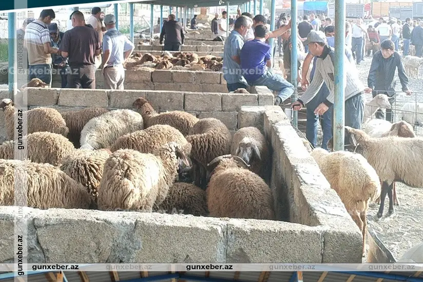 Şamaxı və Göyçay heyvan satışı bazarları açılıb