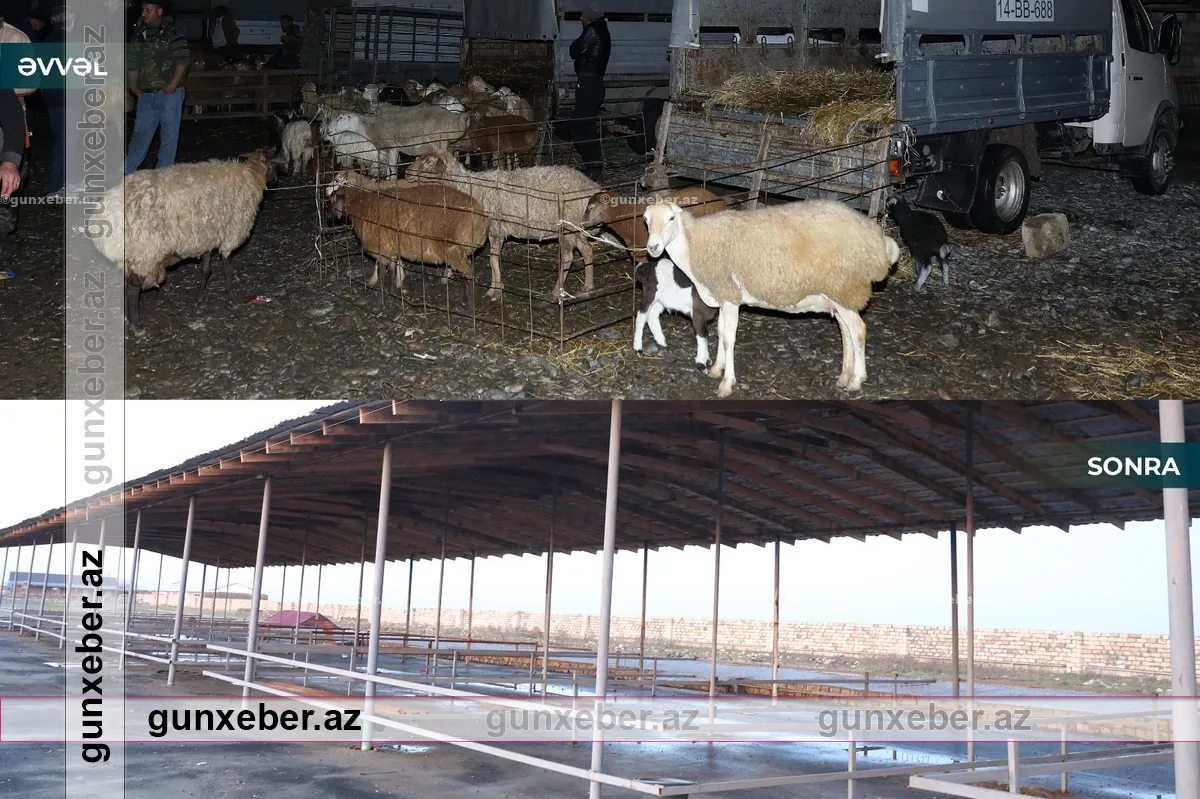 Biləsuvar heyvan bazarının fəaliyyətinə icazə verildi