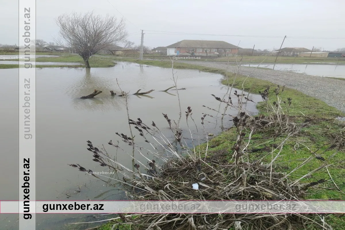Masallıda əkin sahələrini su basıb