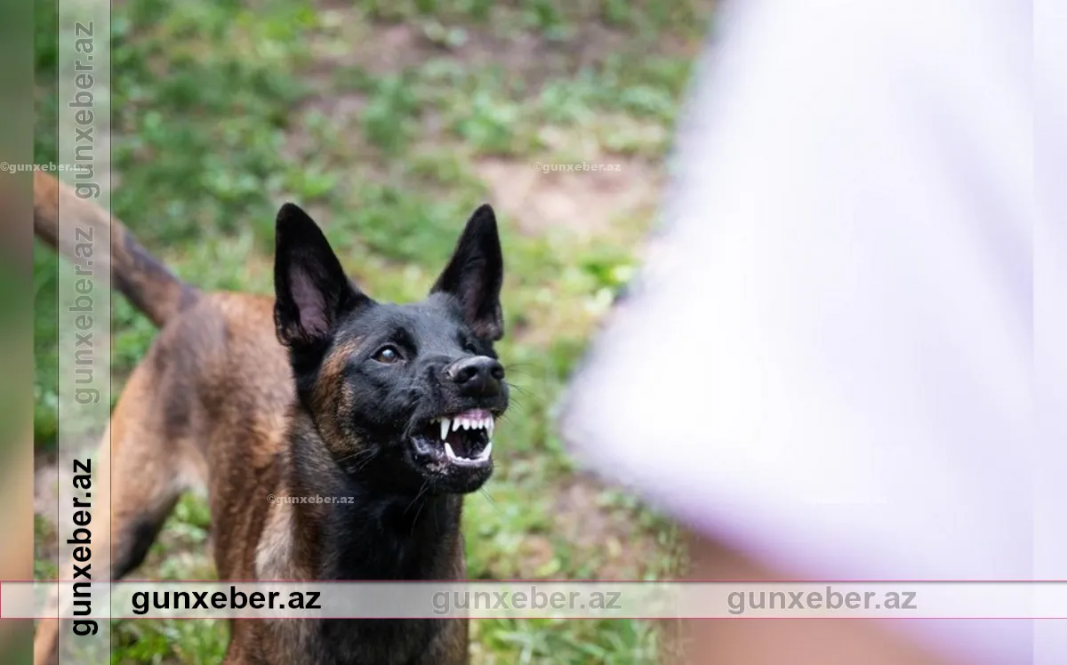 Gədəbəy sakini küçə itlərinin hücumuna məruz qalıb