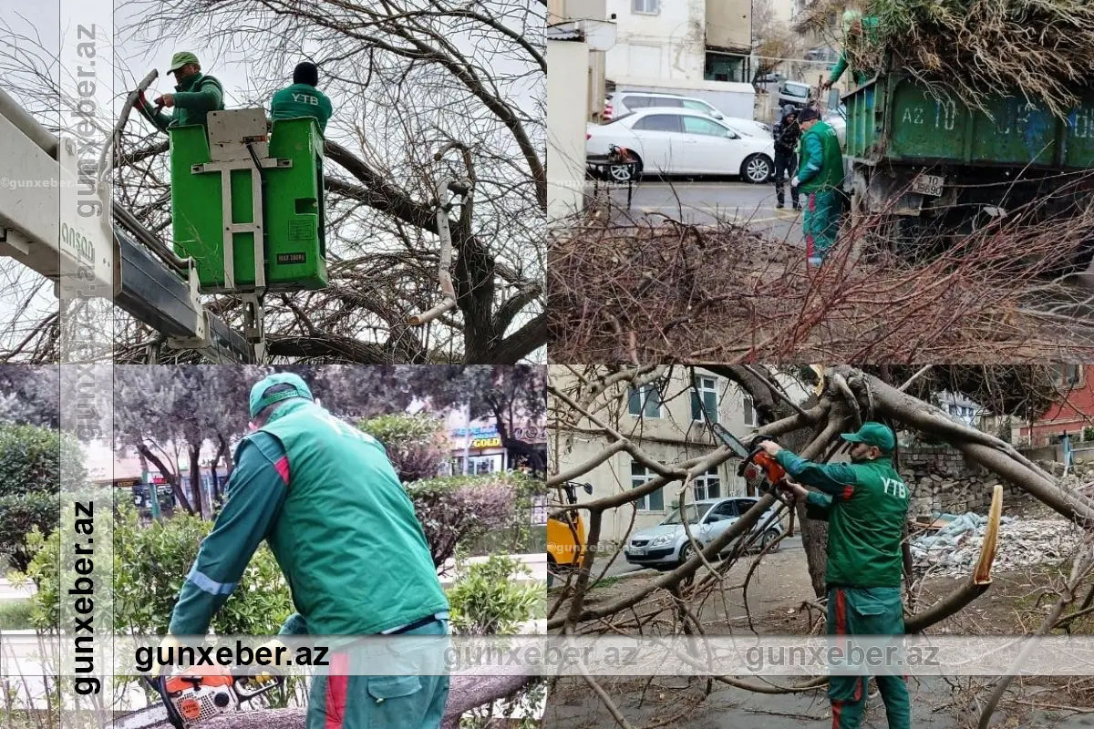 Güclü külək nəticəsində Bakıda neçə ağac aşıb?