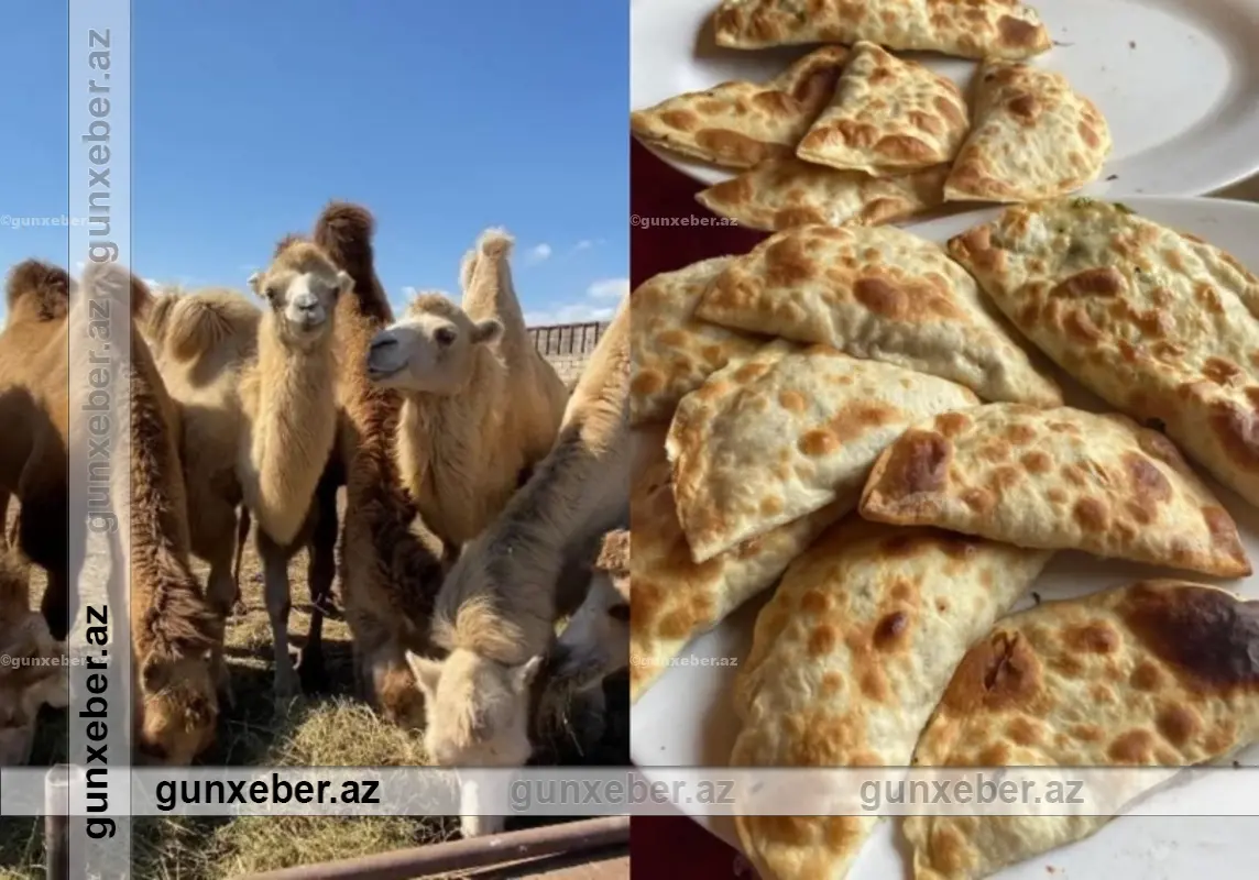 “Dəvə qutabı” adı ilə müştərilər aldadılır: Paytaxt restoranları ilə bağlı İDDİA