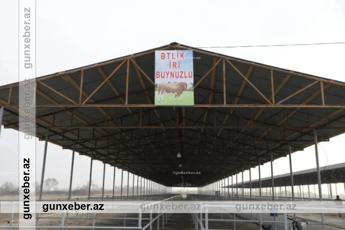 İmişlidə heyvan bazarı açılıb