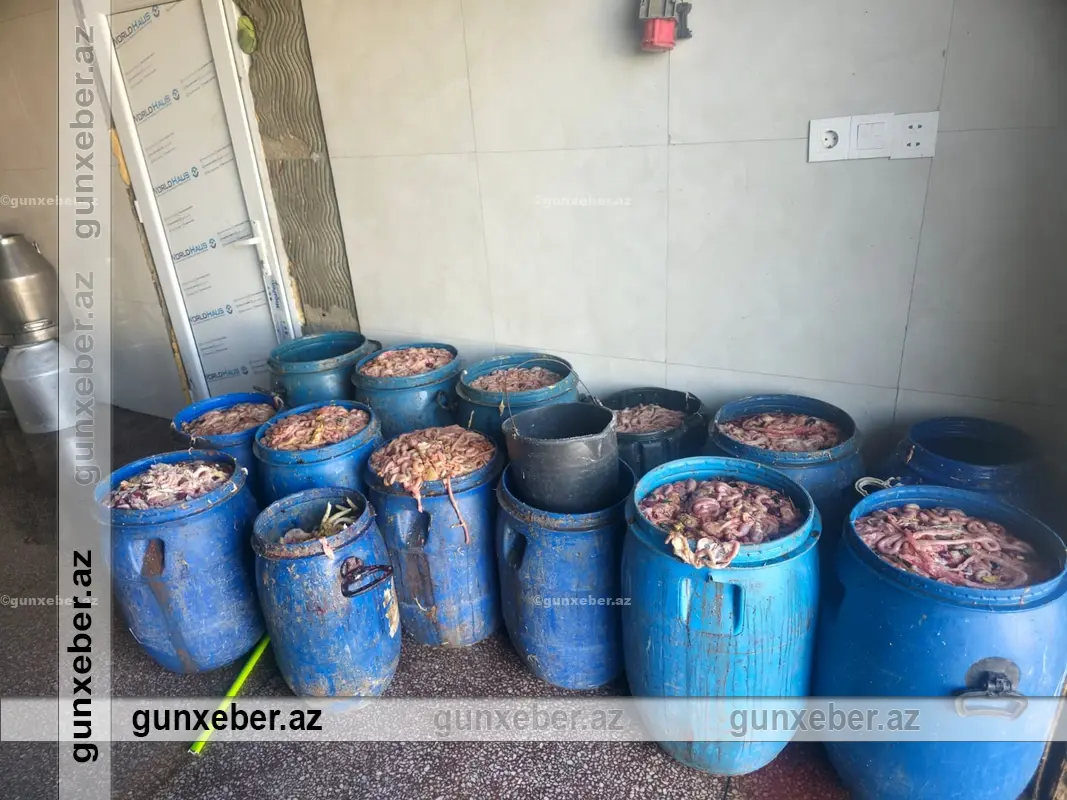 Novxanıda fəaliyyət göstərən kəsim məntəqəsində nöqsanlar aşkarlanıb