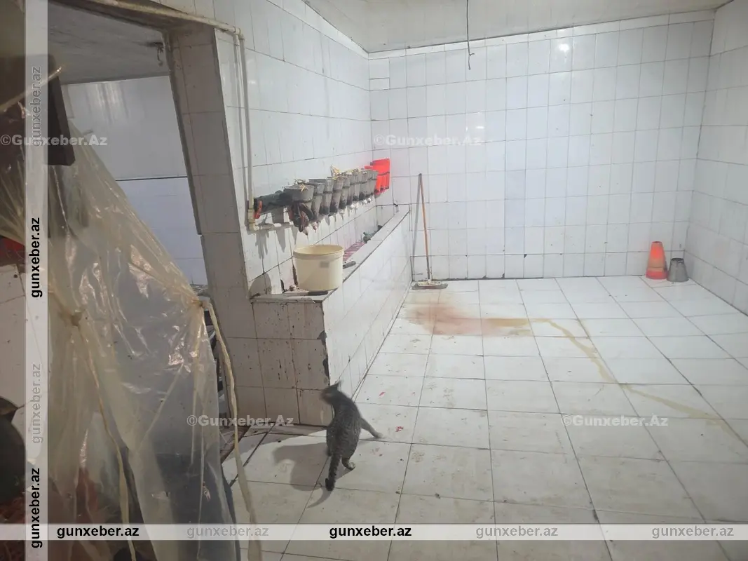 Masazırda qanunsuz fəaliyyət göstərən quş kəsimi sexi aşkarlanıb