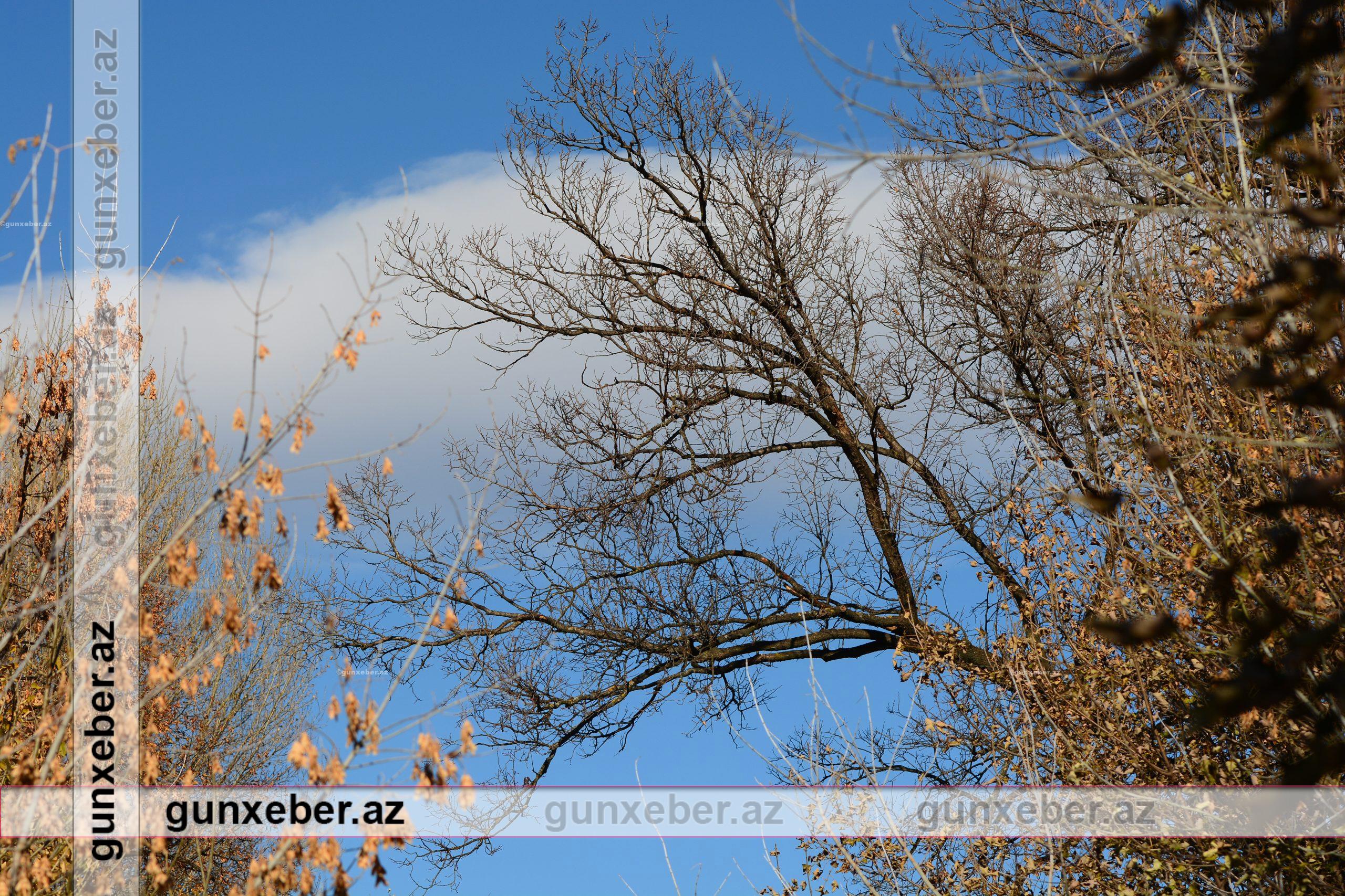 İki gün ardıcıl GÜCLÜ KÜLƏK əsəcək – Xəbərdarlıq