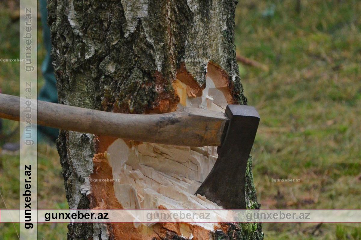 Qanunsuz ağac kəsmə faktı ilə bağlı araşdırmalar başlandı